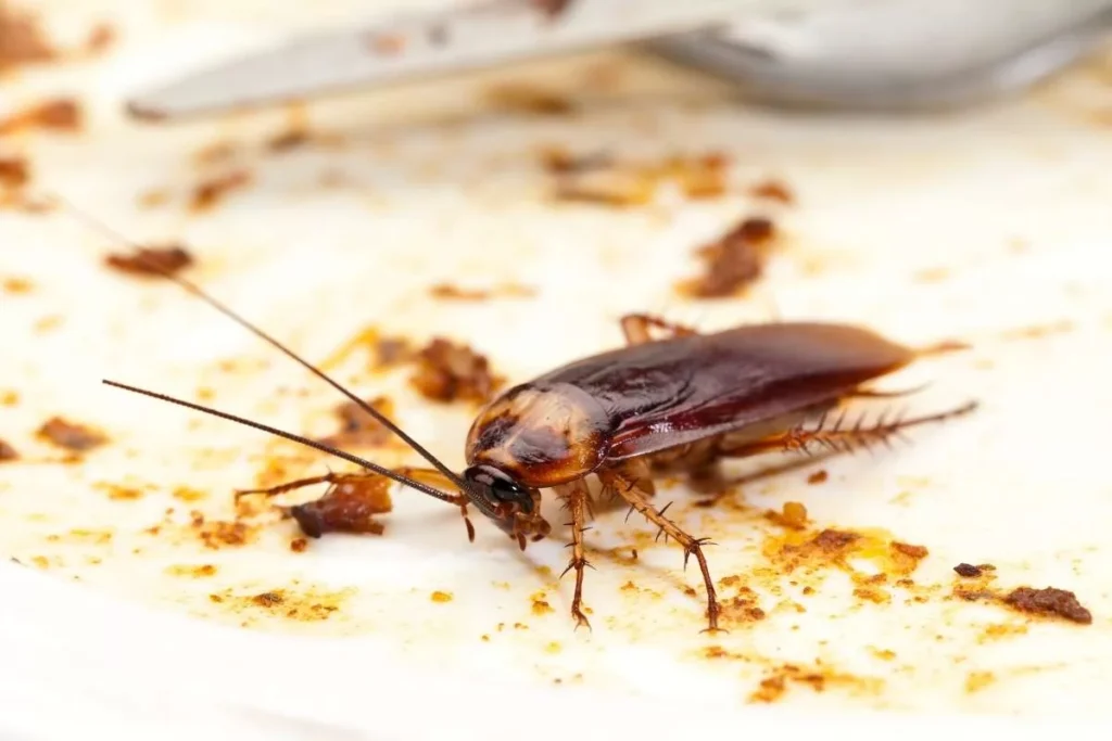 cockroaches